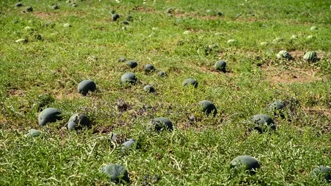 Watermelons grow in the field Stock Footage 281508622