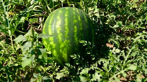 Watermelons grow in the field Stock Footage 281508623