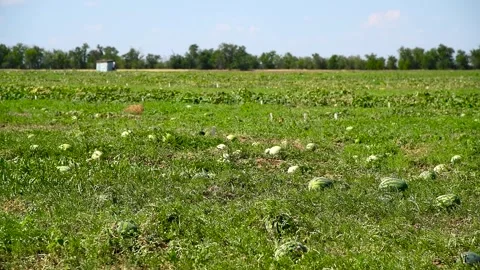 Watermelons grow in the field Stock Footage 281508640