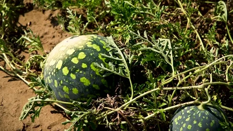 Watermelons grow in the field Stock Footage 281508653