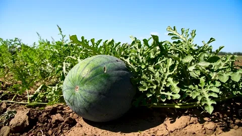 Watermelons grow in the field Stock Footage 310052508