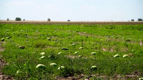 Watermelons grow in the field Stock Footage 310052530