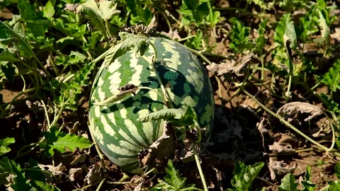 Watermelons grow in the field Stock Footage 310052555
