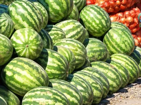 Watermelons heap. Stock Photos