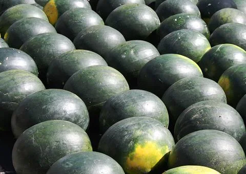 Watermelons Stock Photos