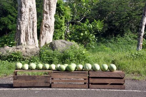 Watermelons Stock Photos
