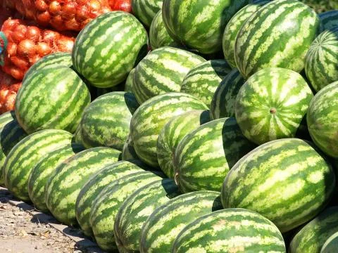 Watermelons. Stock Photos