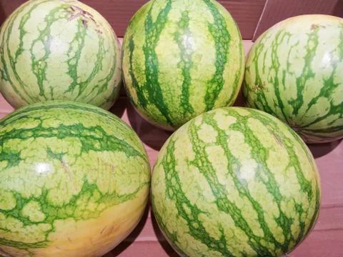 Watermelons Stock Photos
