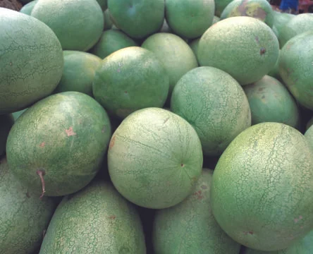 Watermelons Stock Photos