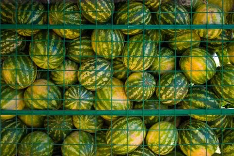 Watermelons Stock Photos