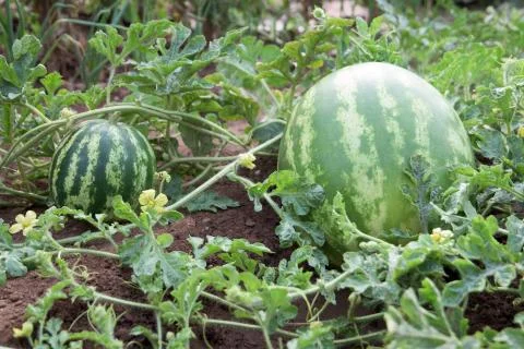 Watermelons Stock Photos