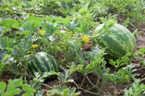 Watermelons Stock Photos
