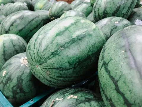 Watermelons Stock Photos