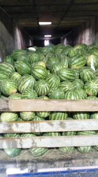 Watermelons for your table Stock Photos