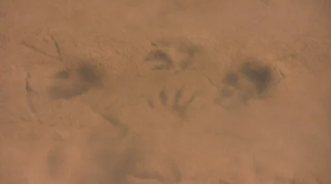 WaterOverDogTracks Stock Footage 281948