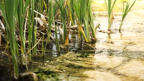 Waterplants in calm stream 스톡 동영상 107652920