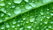 Waterproof Leaf Texture Close-Up. Big Water Drops. Rainproof Physics In Nature. Stock Footage