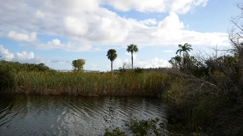 Waters along the Anhinga Trail in Everglades National Park Stock Footage 106477195