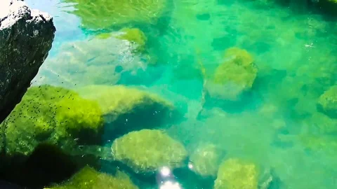 Water's bug and fish in a green pond Stock Footage 78162174