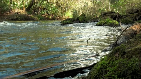 At Waters Edge of a flowing River Stock Footage 116639232