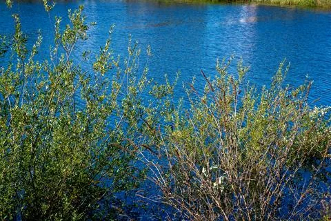 The water's edge Stock Photos