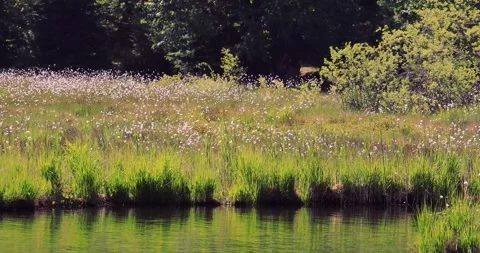 Water's edge with watergrass and white flowers. Stock Footage 132791289