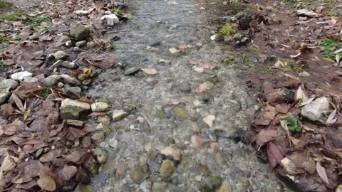The waters flowing from the small stream carry the autumn leaves. Stock Footage 218583132