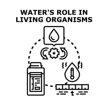 Water's role in living organisms vector concept 库存插图
