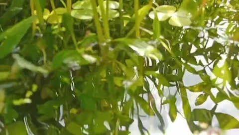 The water's surface reflects sunlight and the shadows of the surrounding green. Stockbeeldmateriaal 329468679