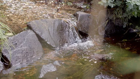 Waters through the forest Stock Footage 159861617