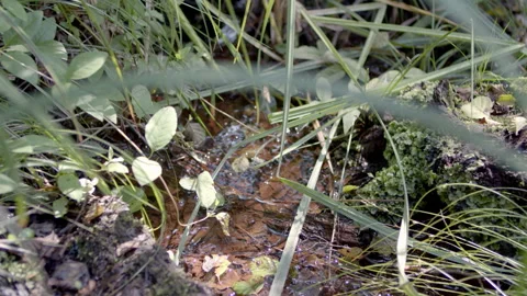 Waters through the forest Stock Footage 159861823
