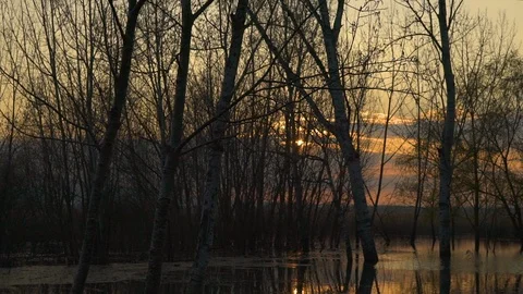 Waterscape, trees growing by the pond on sunset in the fall Видео 95280219