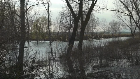 Waterscape, trees growing in the swamp in the fall, slow motion Vidéo 90010259