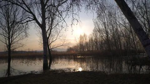 Waterscape, trees growing in the swamp in the fall Vídeos de archivo 90302863