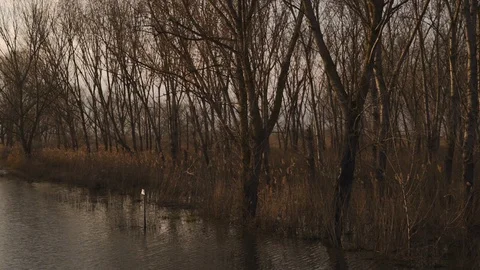 Waterscape, trees growing in the swamp in the fall Stock Footage 91089668