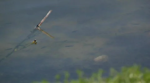 Watersedge Видео 324765