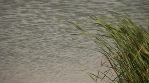 At the waterside Stock Footage 39813528