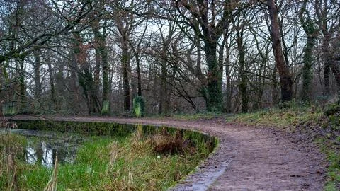 Waterside forest walking path. walking path for evening walk in green forest Stock Photos