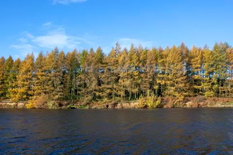 Waterside larch trees Stock Photos