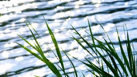 Waterside plants-2 Stock Footage 258087293