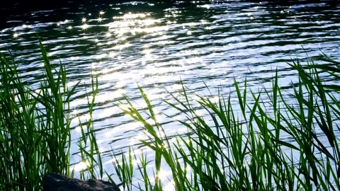 Waterside plants-3 Stock Footage 258087319