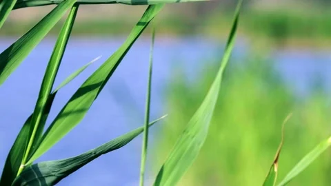 Waterside plants-4 動画素材 258087413