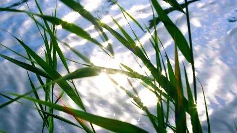 Waterside plants Stock Footage 258087356