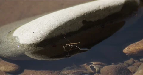 Waterstrider floats over Caddisfly Larvae Stock Footage 152546341