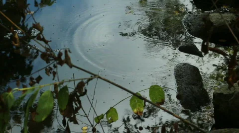 WaterStriders 02 Stock Footage 829435