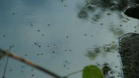 WaterStriders Stock Footage 829394