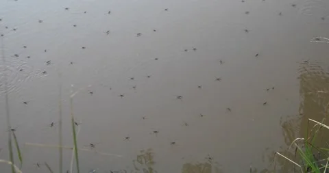 Waterstriders on the surface of the pond Stock Footage 202223376