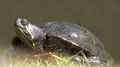 Waterturtle close up resting beside sunny pond on grass 4k or 4k+ Resolution