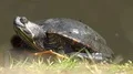 Waterturtle close up resting beside sunny pond on grass 4k or 4k+ Resolution
