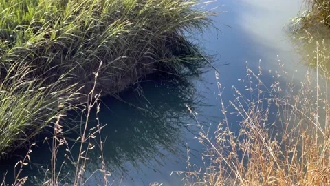 Waterway with grasses Stock Footage 219236882
